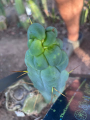 👑🌶️ Caballero — 9” Tip
