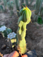 💎👑🌶️  Mel — 10” Tip