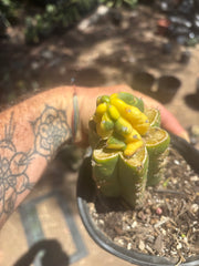 💎👑 Dr Funkenstein — Tip Graft
