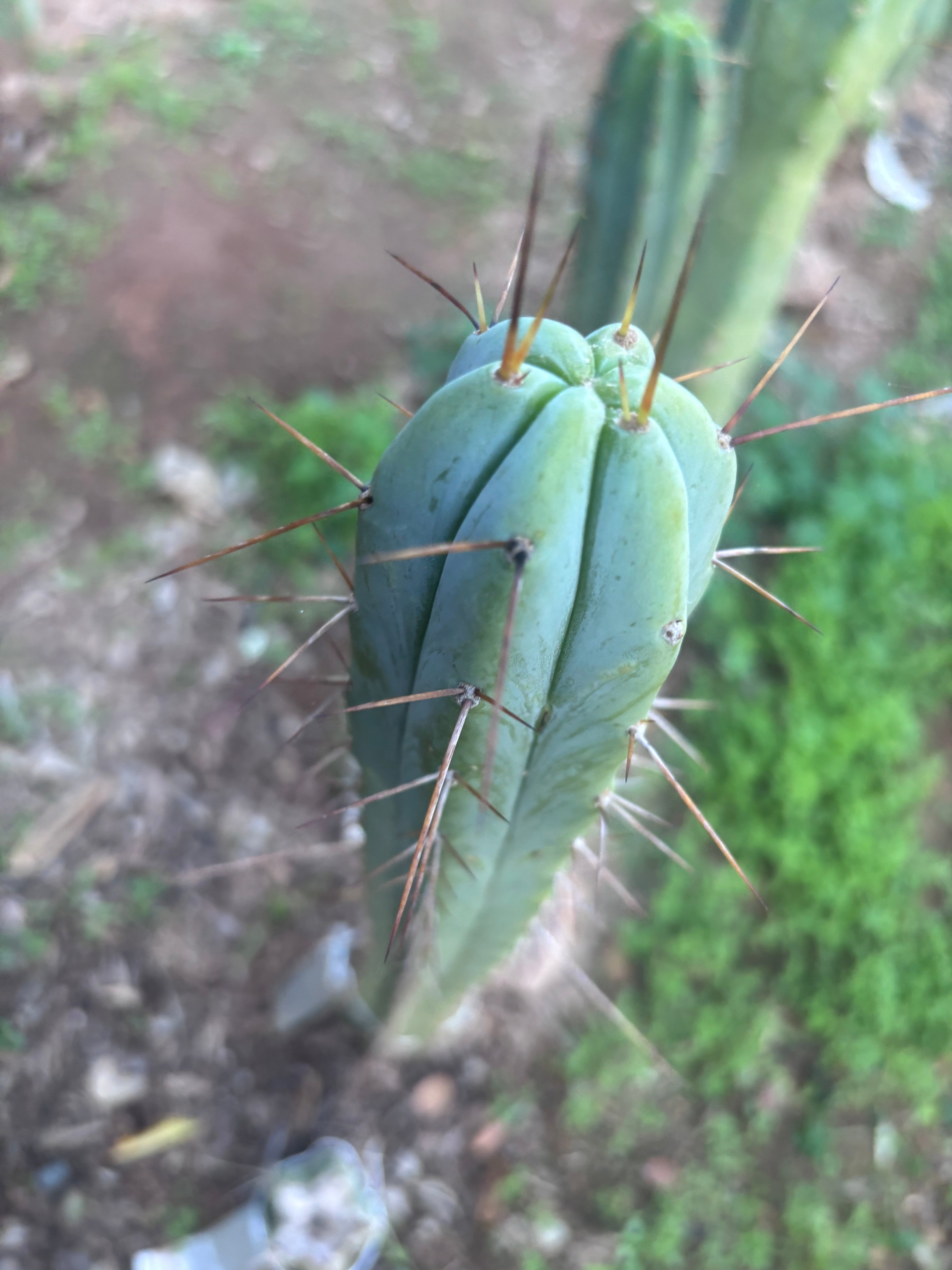 🌶️ Medicine Man x SS02  — 10” Tip