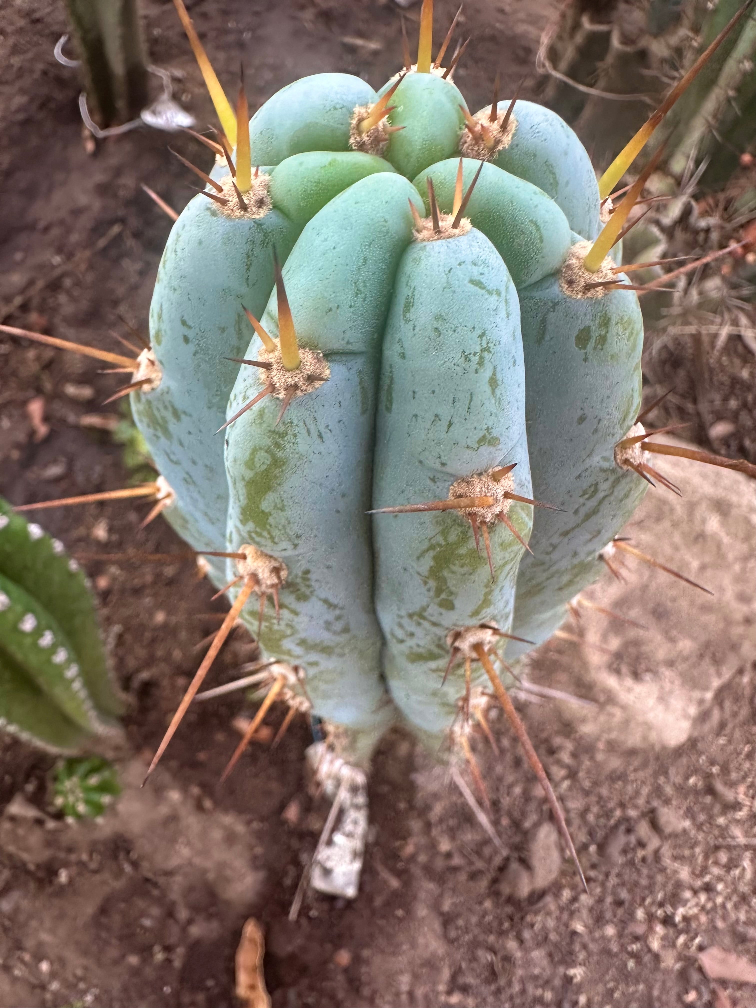 👑💎 Len — 9” Tip