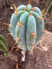 👑💎 Len — 9” Tip