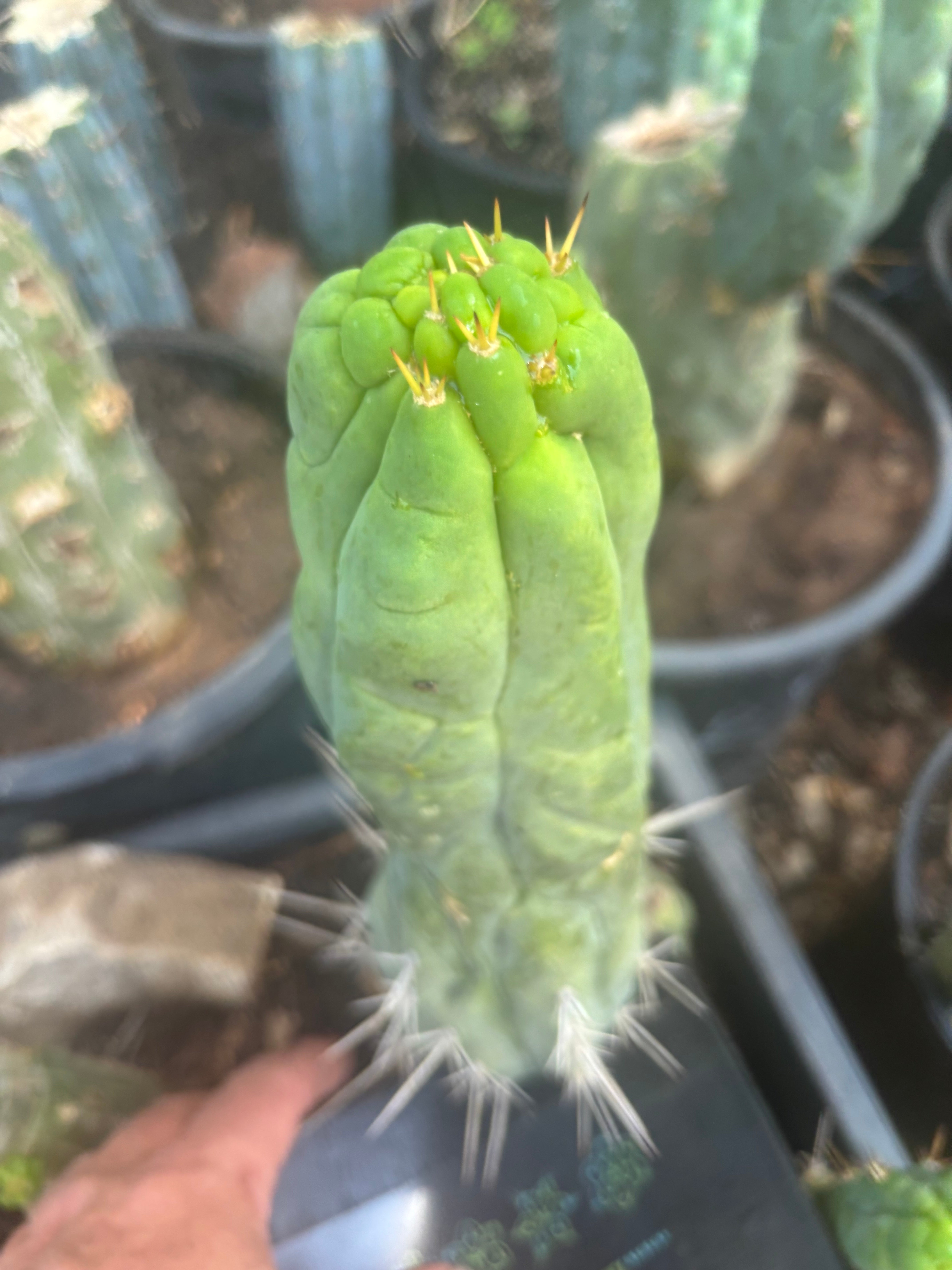 💎👑🐉 Bruce’s Dragon — Thick 10” Pup