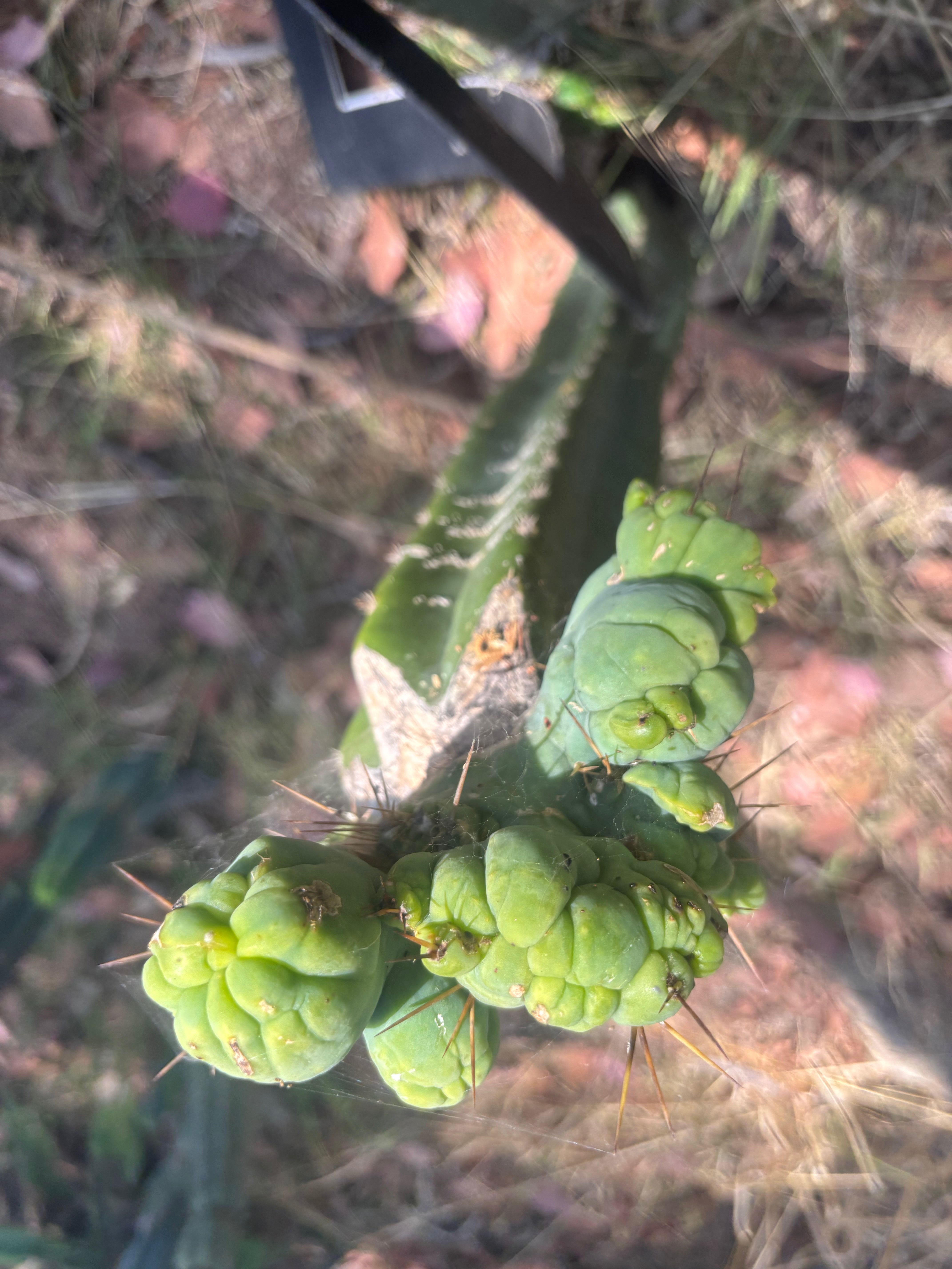 👑🌶️🌶️ TBMC — XXL Graft