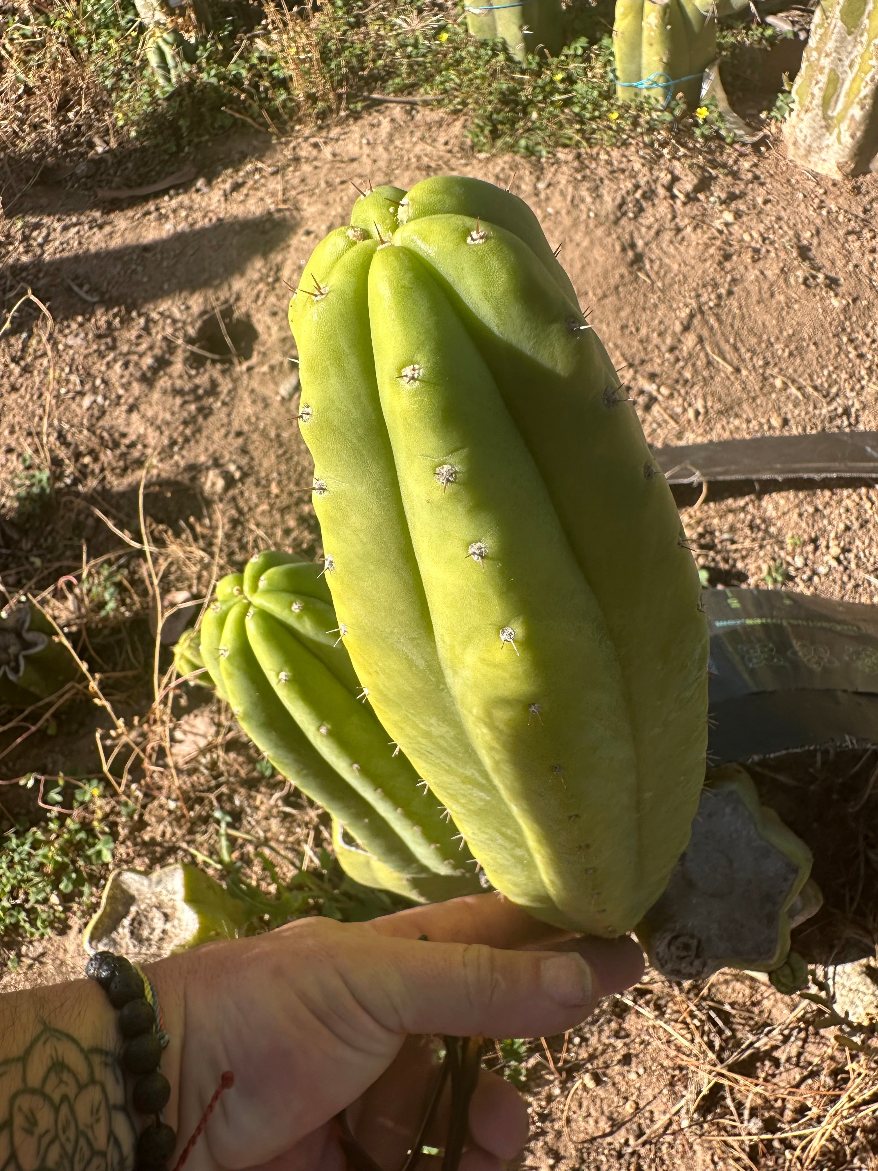 👑🌶️ Maipu — Chonky 10” Pup