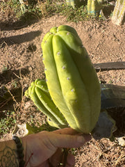 👑🌶️ Maipu — Chonky 10” Pup