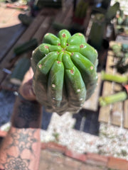 👑🌶️ Pierre — BEEFY 12” Pup