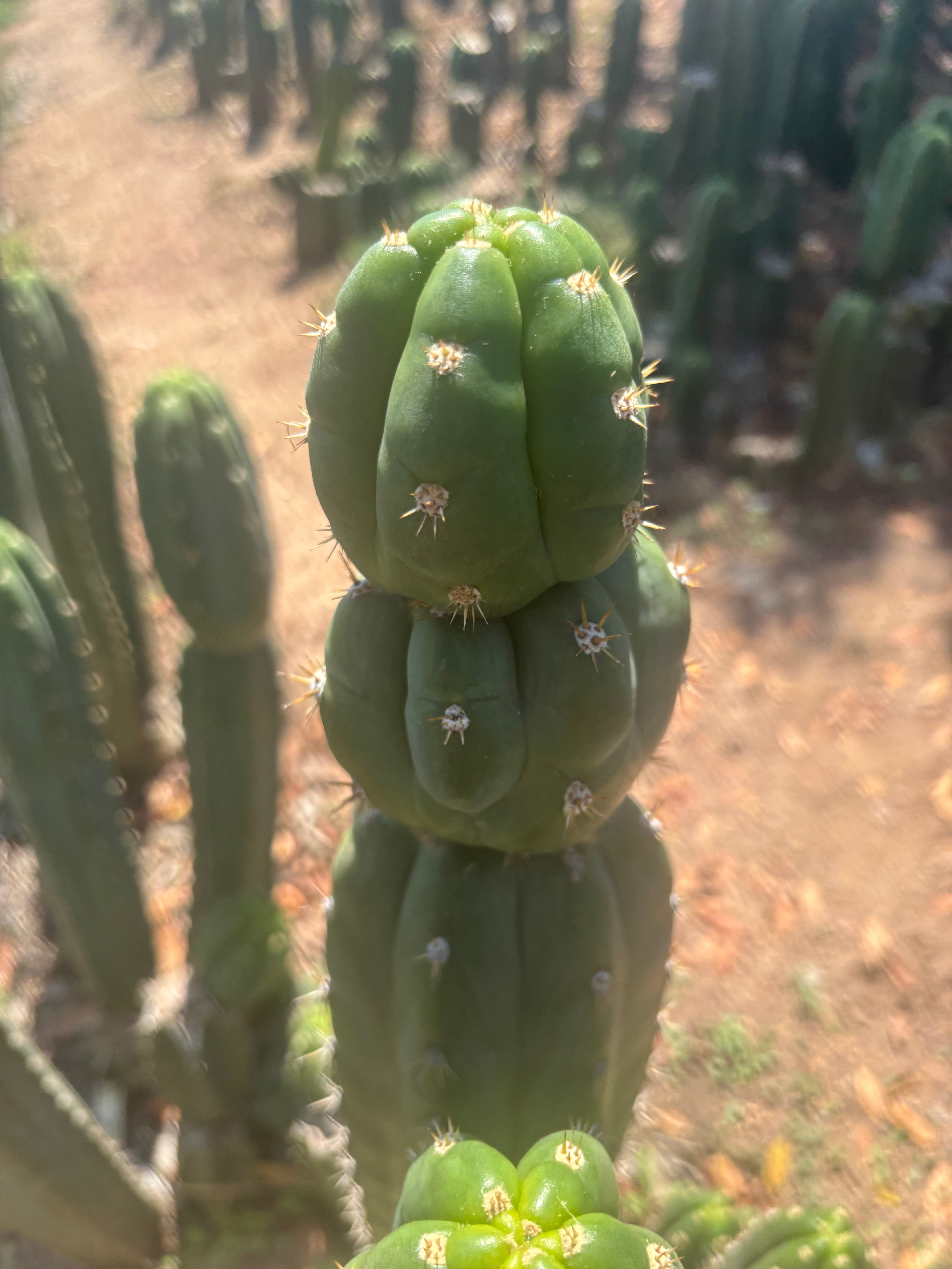 💎👑🌶️ Huancabamba — XL 16” Tip