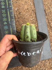 💎👑💎🌶️ CareBear — Pup Graft on Rooted Shine01