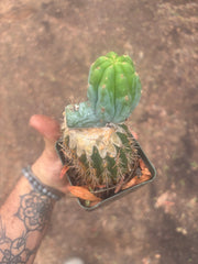 💎👑💎  NUBS — Established Slab Graft w/ Pup, Rooted