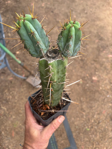 Wild Andes x SS02 — 10” Rooted Mid w/ Pups