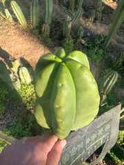 💎👑💎  Ferah — Another Thick Tip