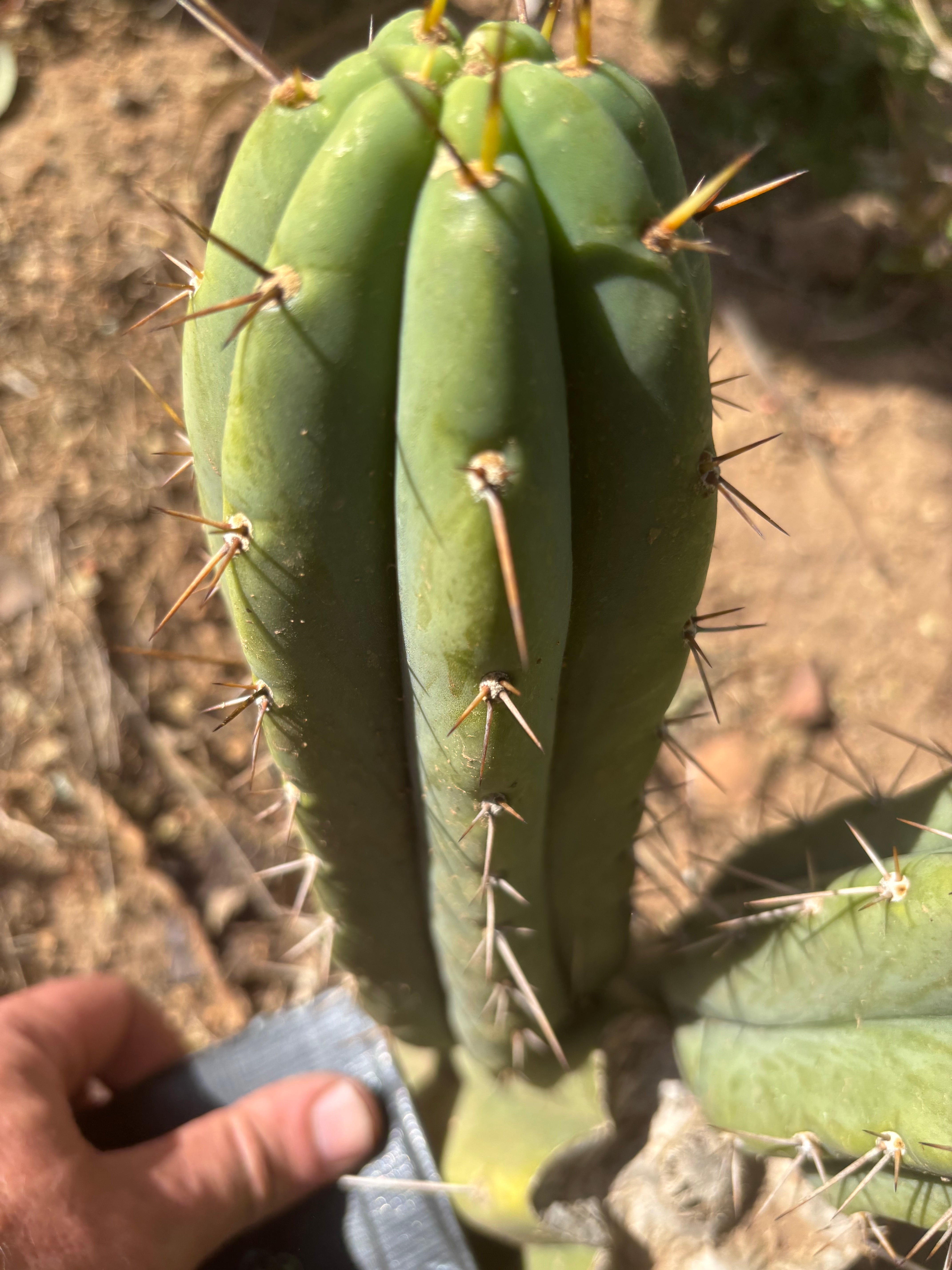 🌶️🌶️⚠️ E.R. — Chonky 8” Pup