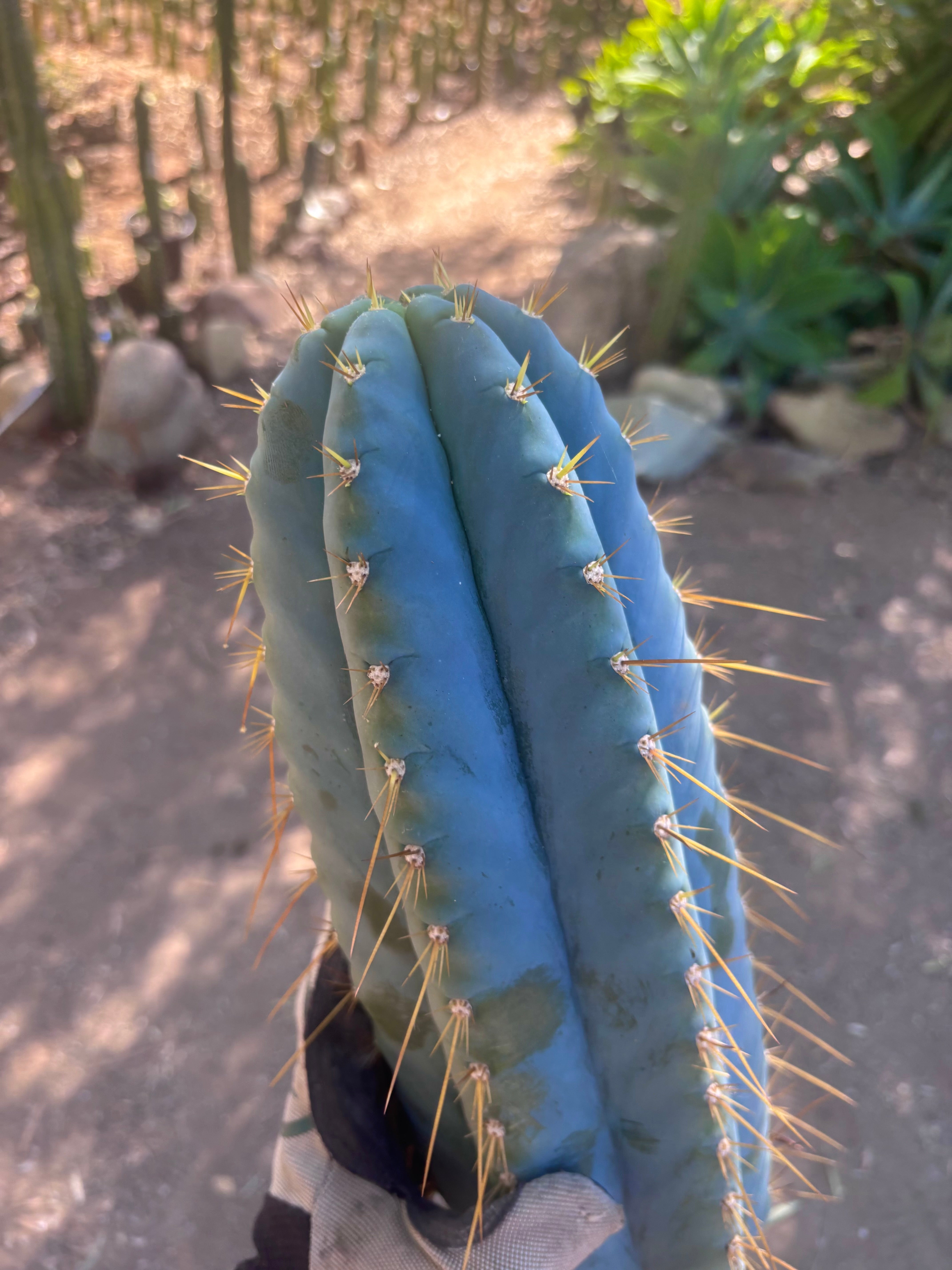 💎👑💎 Rimac — *Unreal* 15” FAT Tip