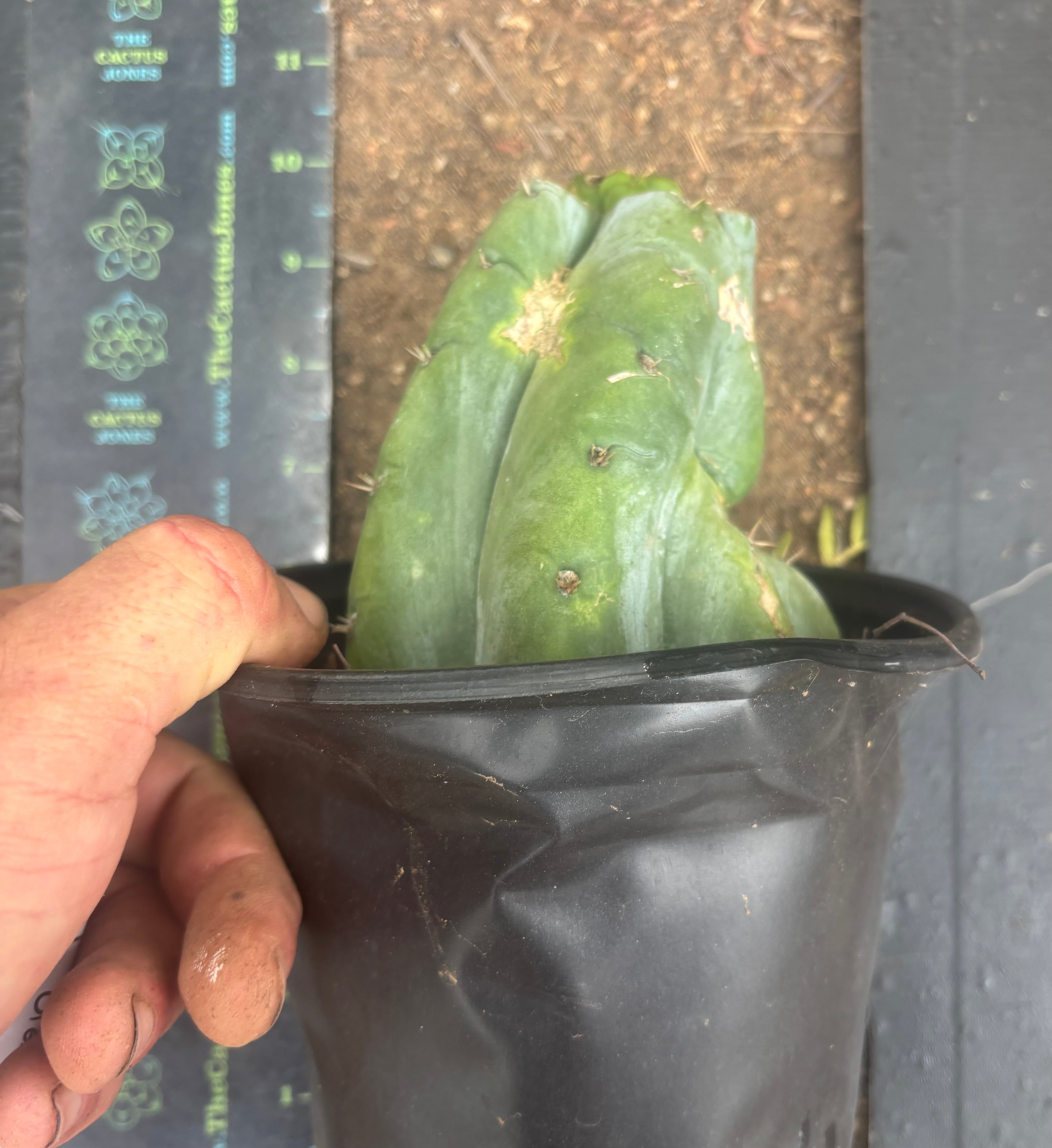 💎👑💎 Havran — Pup Graft on Rooted Shine01