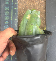 💎👑💎 Havran — Pup Graft on Rooted Shine01