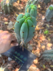 👑🌶️🌶️ Pala — 9” Tip