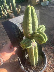 💎👑💎 Havran — Biggest Rooted Graft Ever!