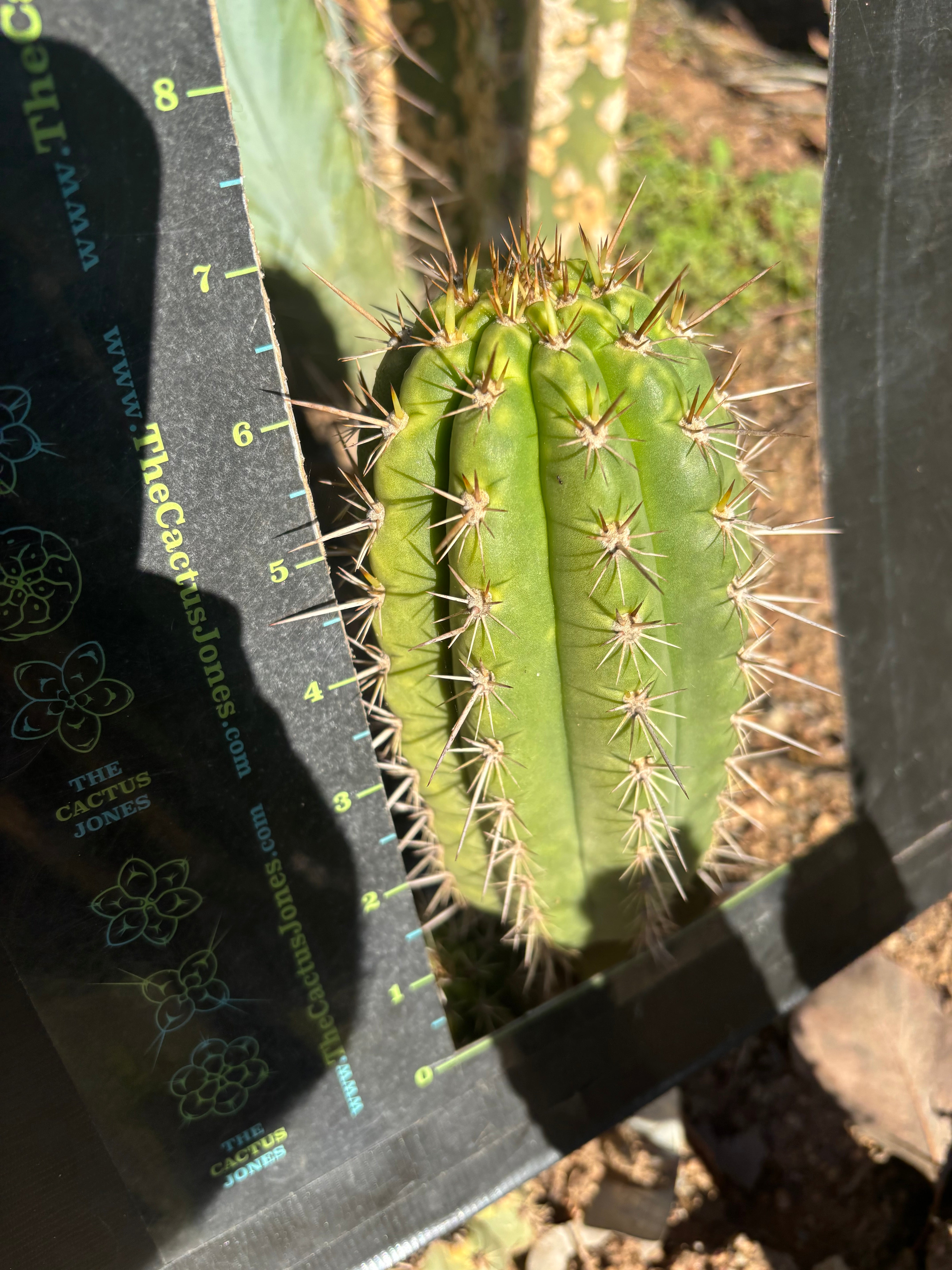 👑💎 Frankie — Fat 7” Pup