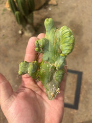 👑💎🌶️🌶️ TBMC