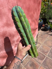 👑 Icaros — 14” Tip