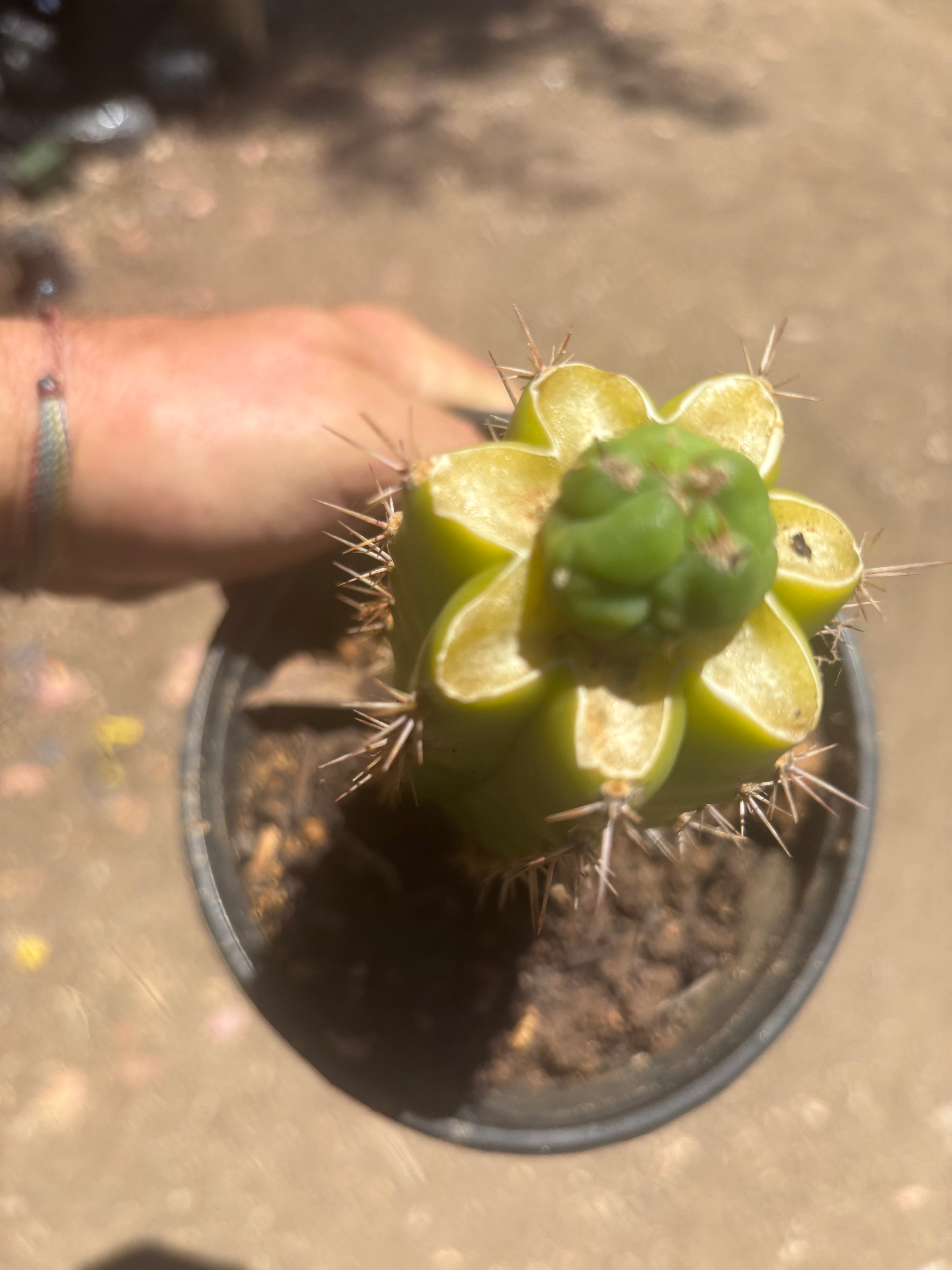 👑💎 Bruce’s Dragon — Pup Graft On Seed Grown Rooted Stock