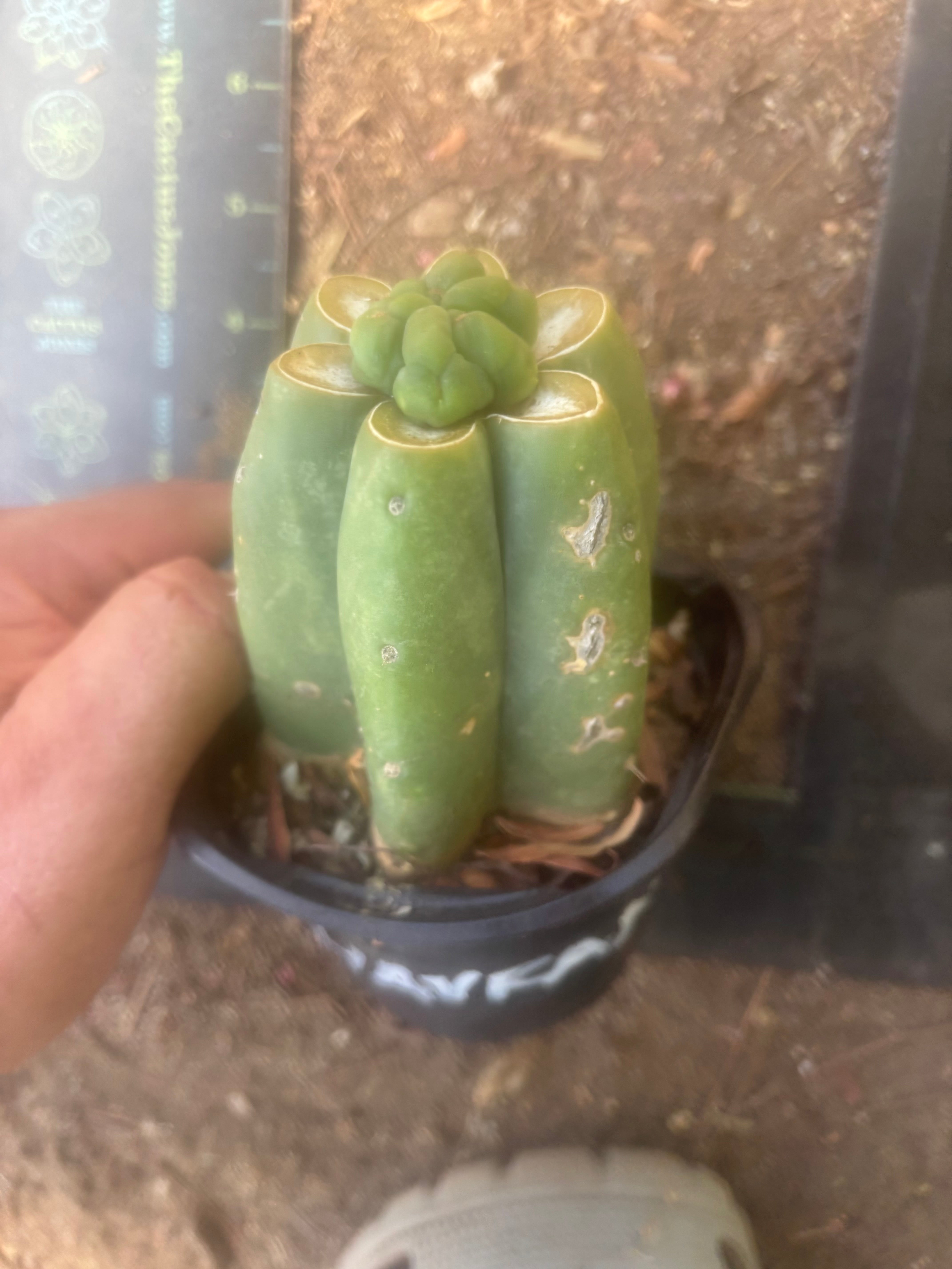 💎👑💎 Havran — Pup Grafts on Rooted Pierre (Inventory Listing)