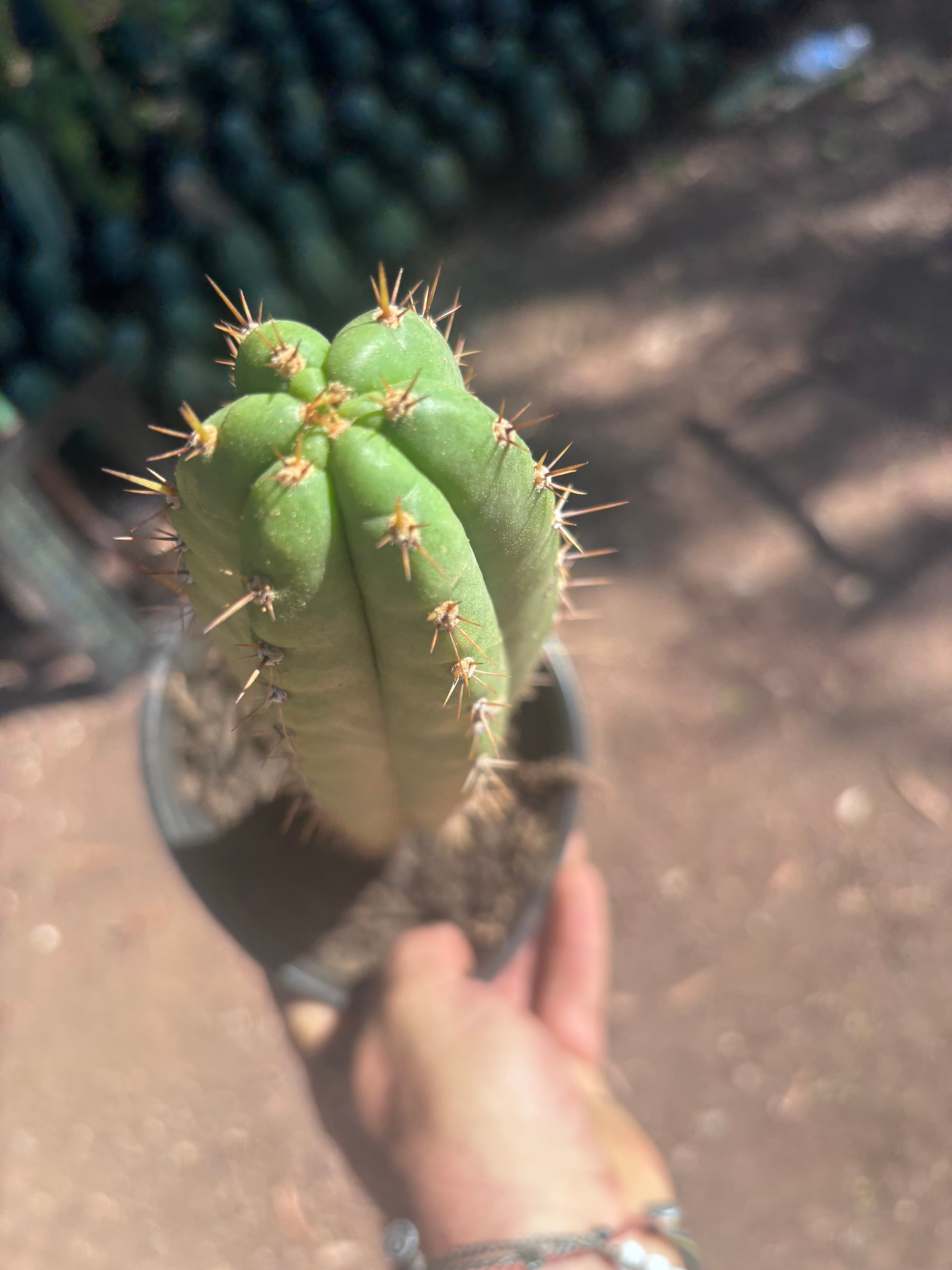 👑🌶️ Torres & Torres — 11” Rooted