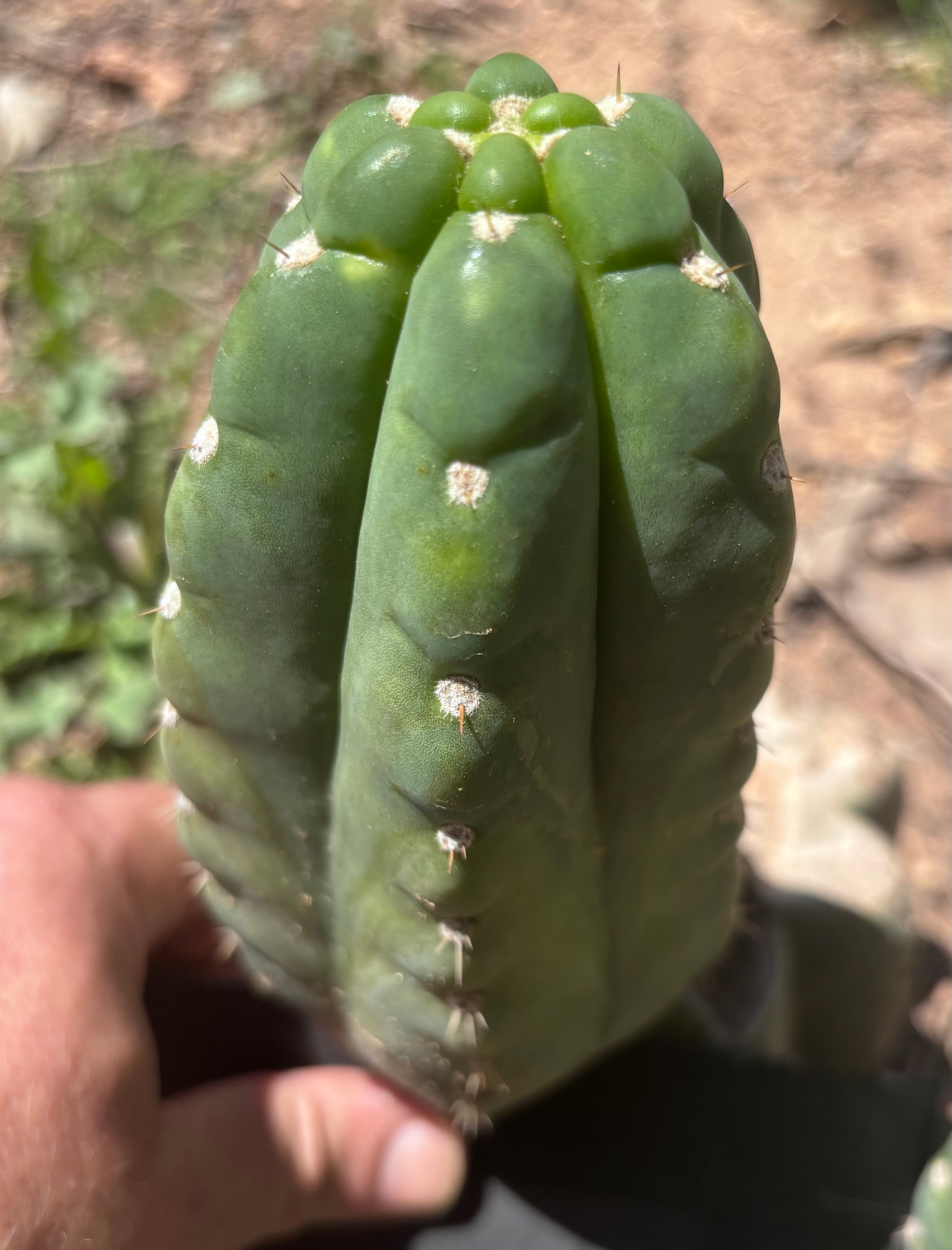 💎👑🌶️  Ichoca — 7” Grenade
