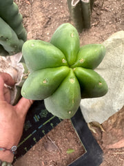 -💎👑💎  Ferah! — Chunky 7” Tip