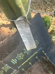 👑🌶️ Exotic Gardens — 10” Tip
