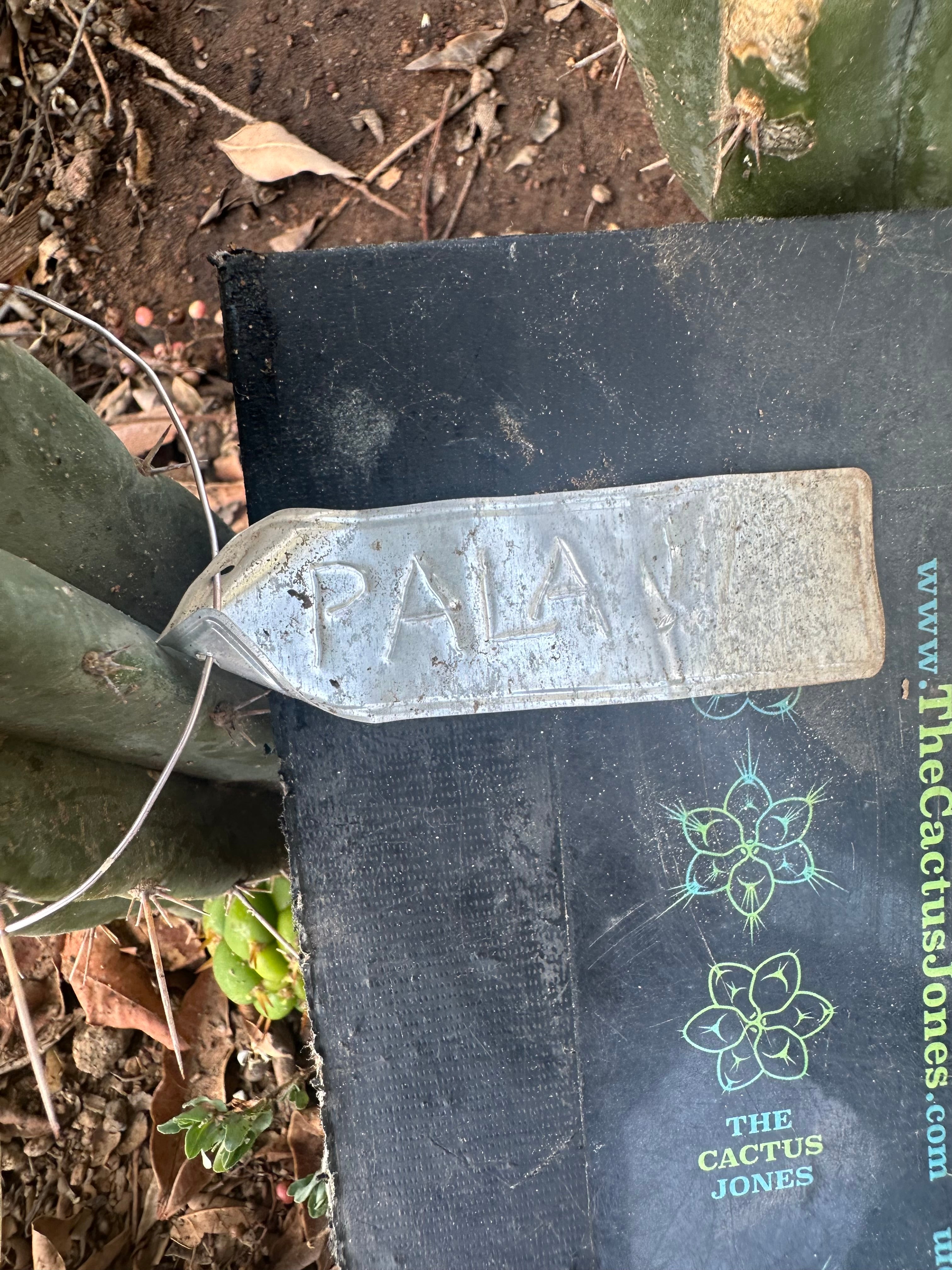 👑🌶️🌶️ Pala! — The Weekly Pup