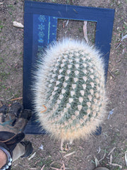 💎 T. Atacamensis — 11” x 9” Melon