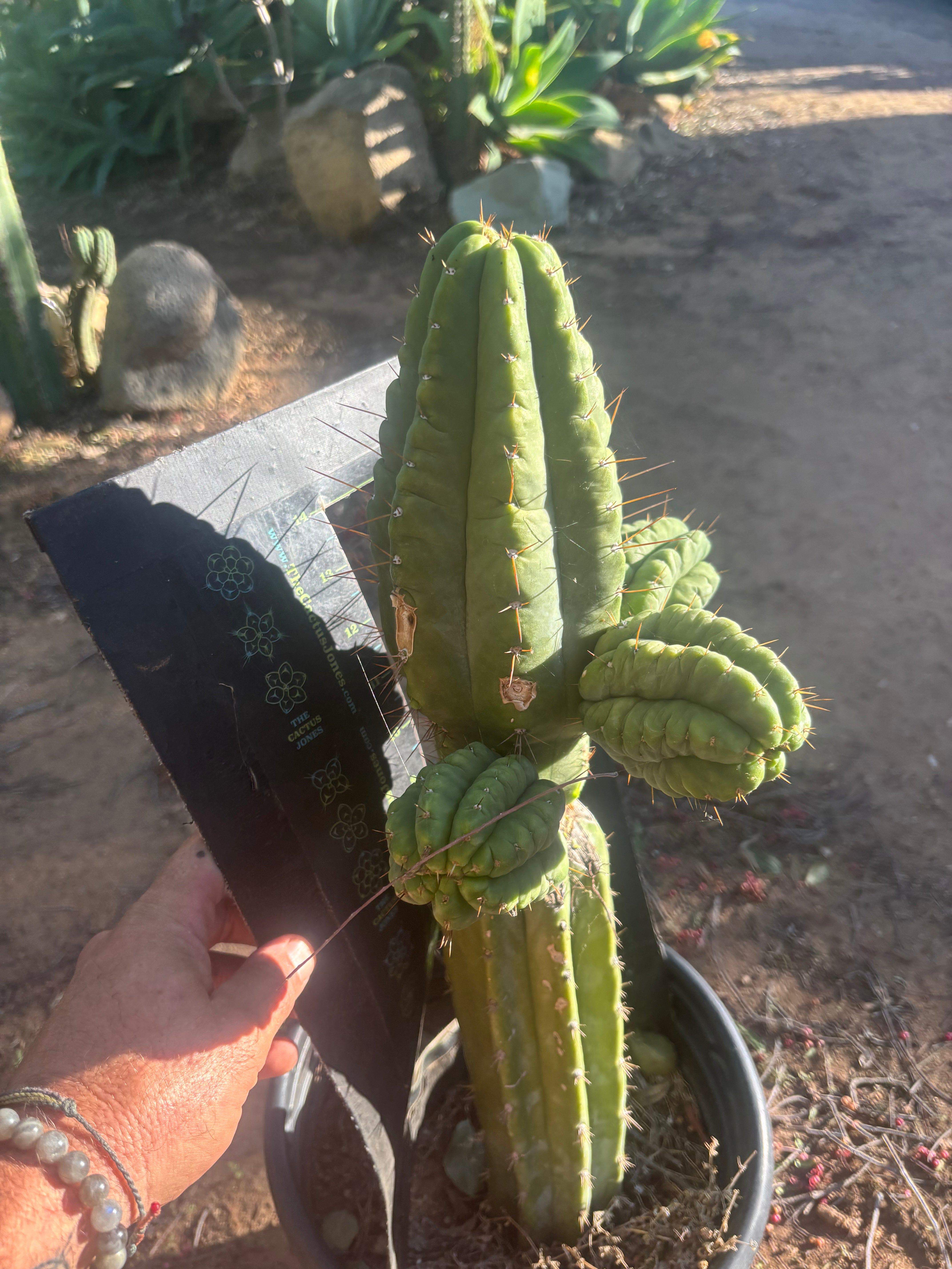💎👑💎 Havran — Biggest Rooted Graft Ever!