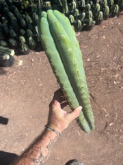 👑💎🌶️🌶️ Eileen — 21” MEGA Tip