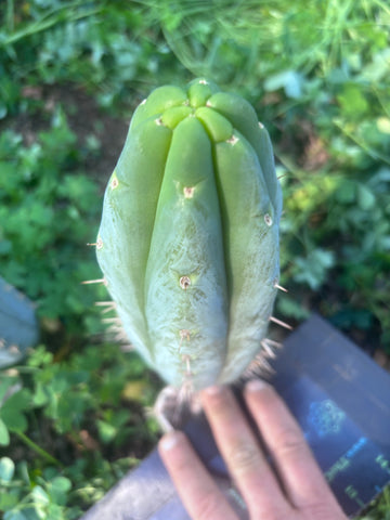 👑🌶️  Ashdod — 9” Pup