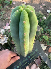 👑🌶️🌶️ Landfill — 11” Pup