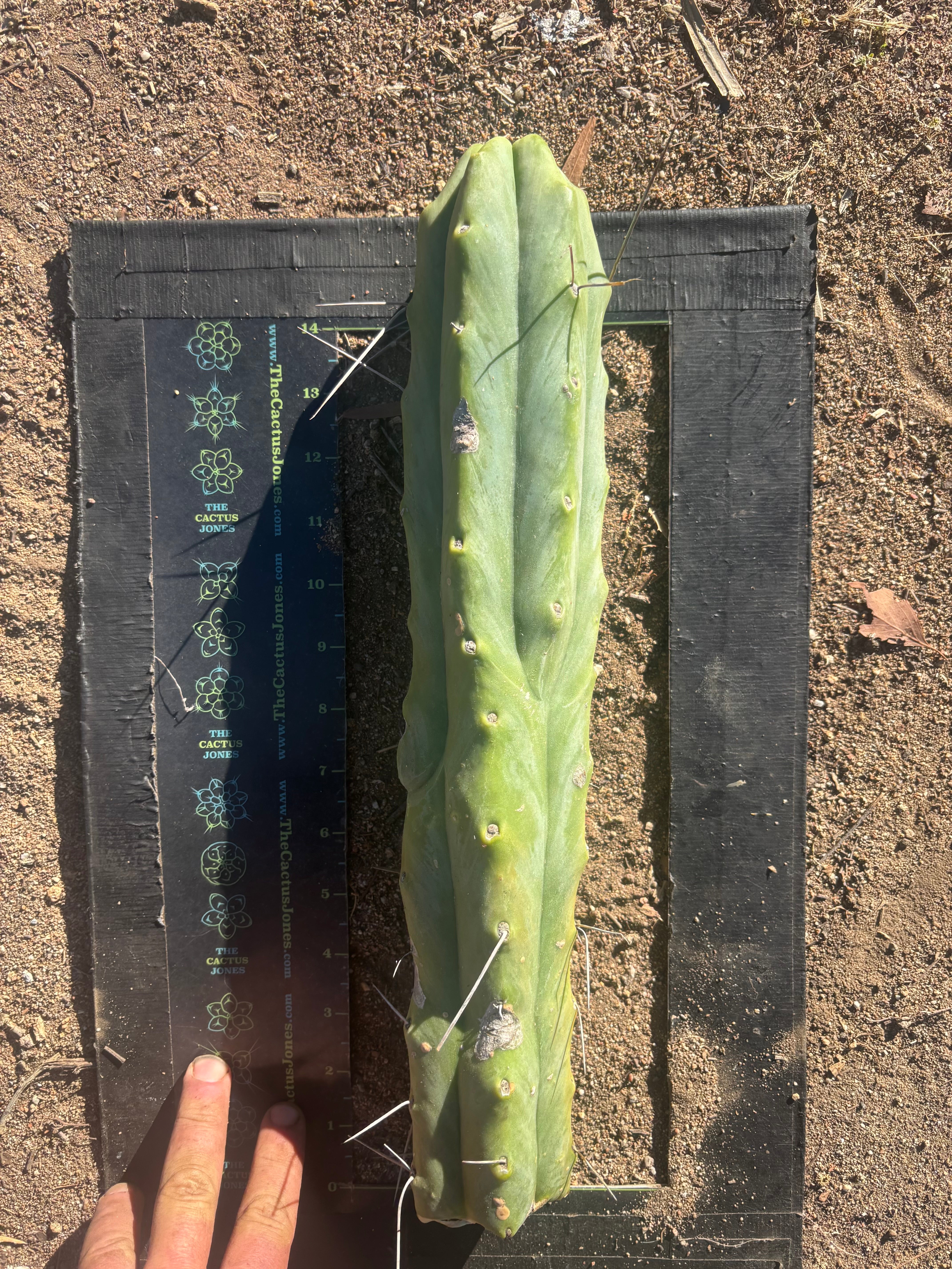 👑🌶️🌶️  Jiimz Twin Spine — XL Mature 15” Tips (Restocked)