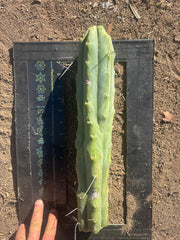 👑🌶️🌶️  Jiimz Twin Spine — XL Mature 15” Tips (Restocked)