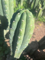 👑🌶️  Ichoca — 8” Tip