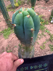 💎👑🌶️💎  Hyperspace Pixie! — 8” Tip