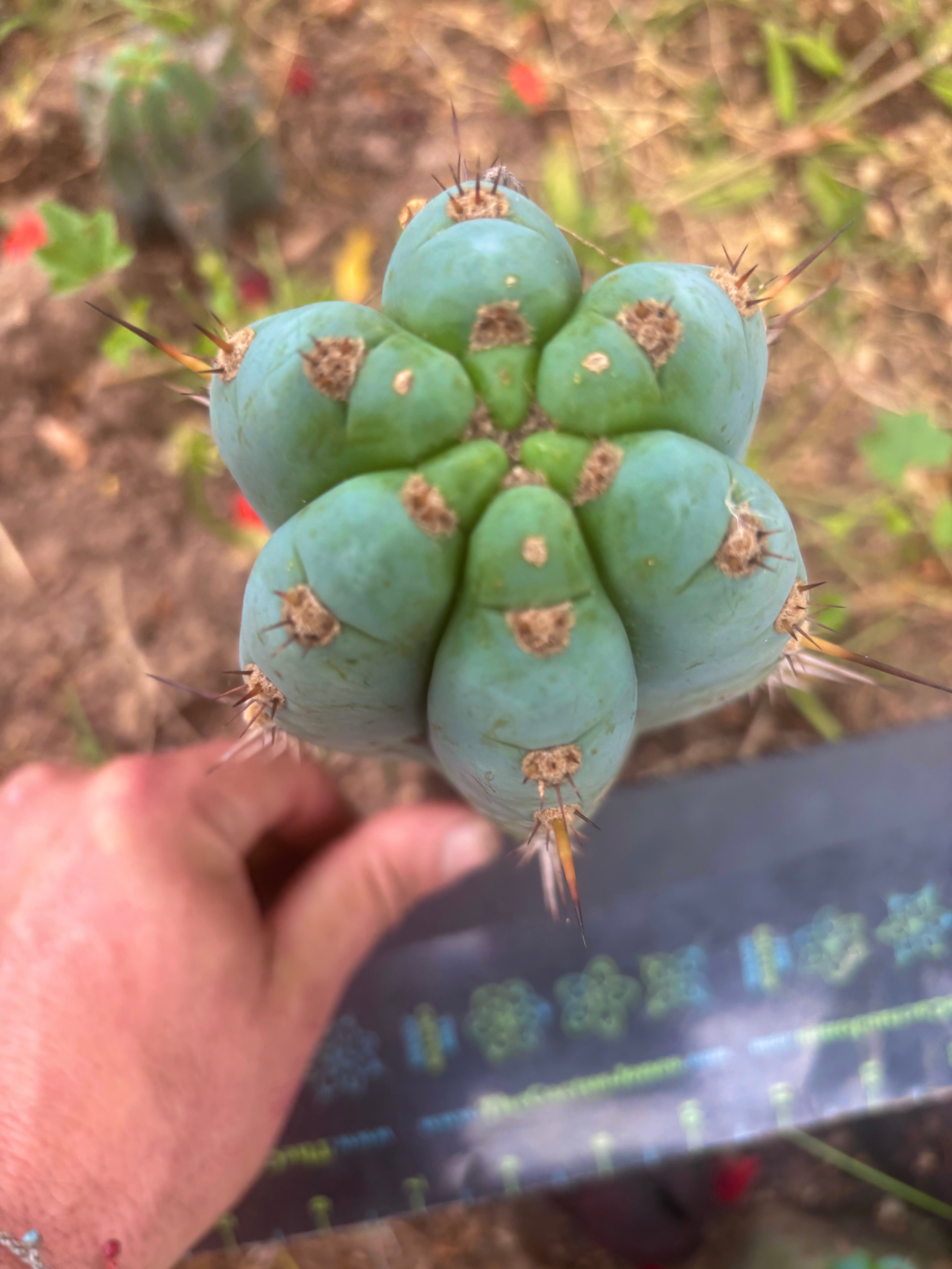 💎👑💎 Althea — Chonky 7.5” Tip