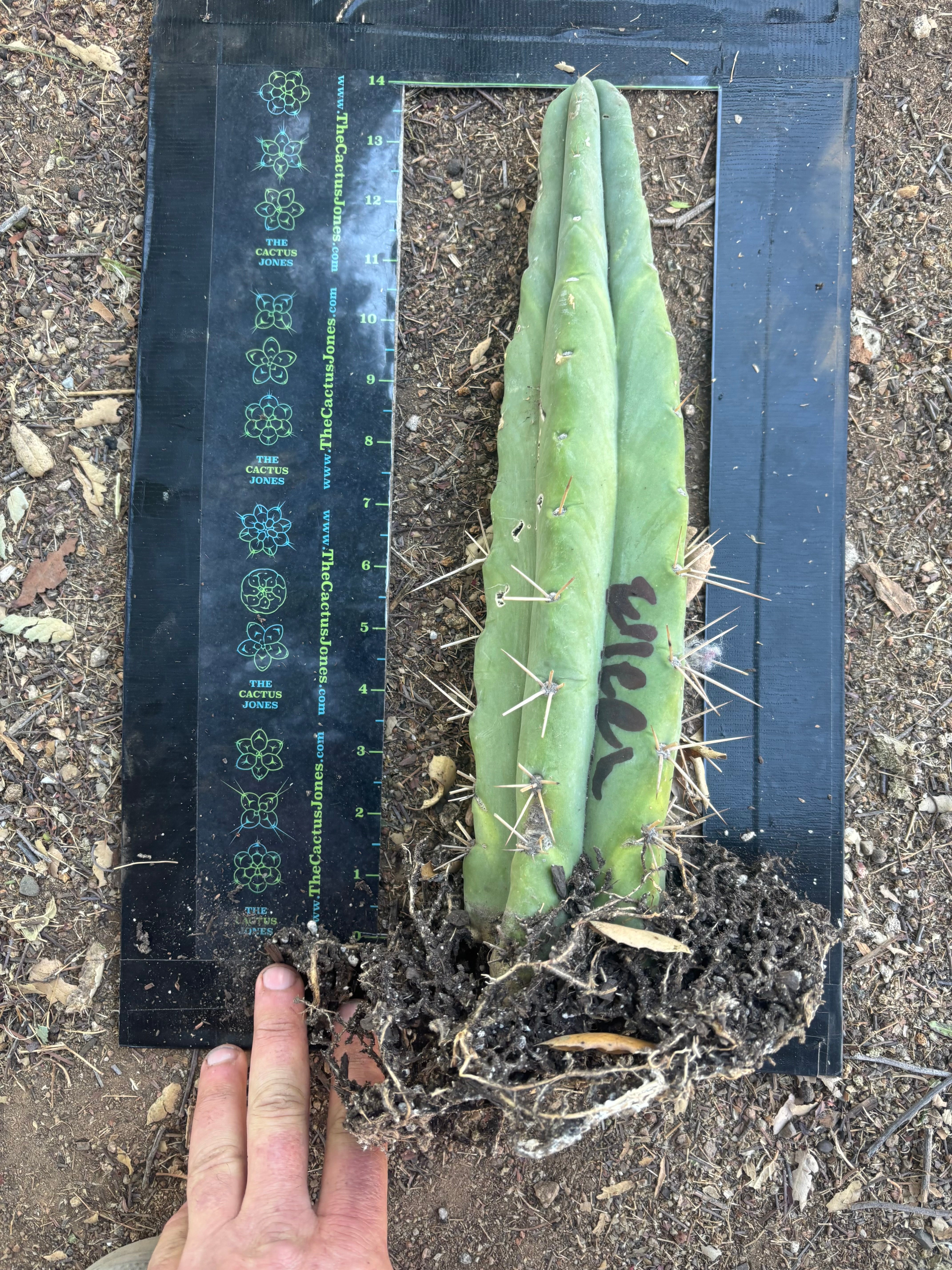 👑🌶️🌶️ Eileen — Rooted 14” Tip