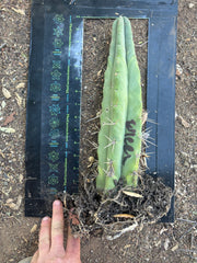 👑🌶️🌶️ Eileen — Rooted 14” Tip