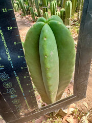 👑🌶️ Zulk — Thick 10” Tip