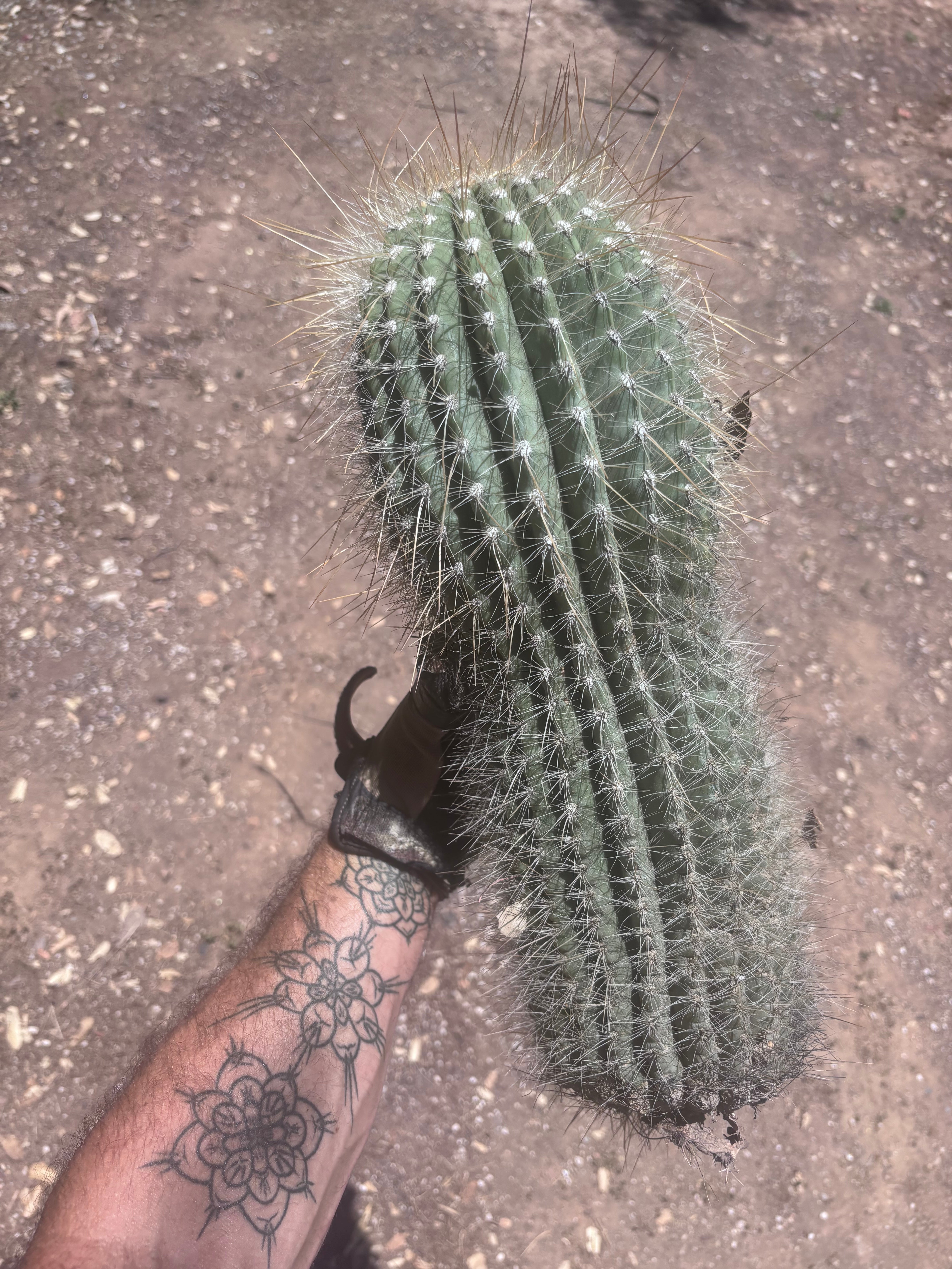 💎💎 T. Atacamensis — MASSIVE 17” Pup