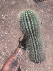 💎💎 T. Atacamensis — MASSIVE 17” Pup