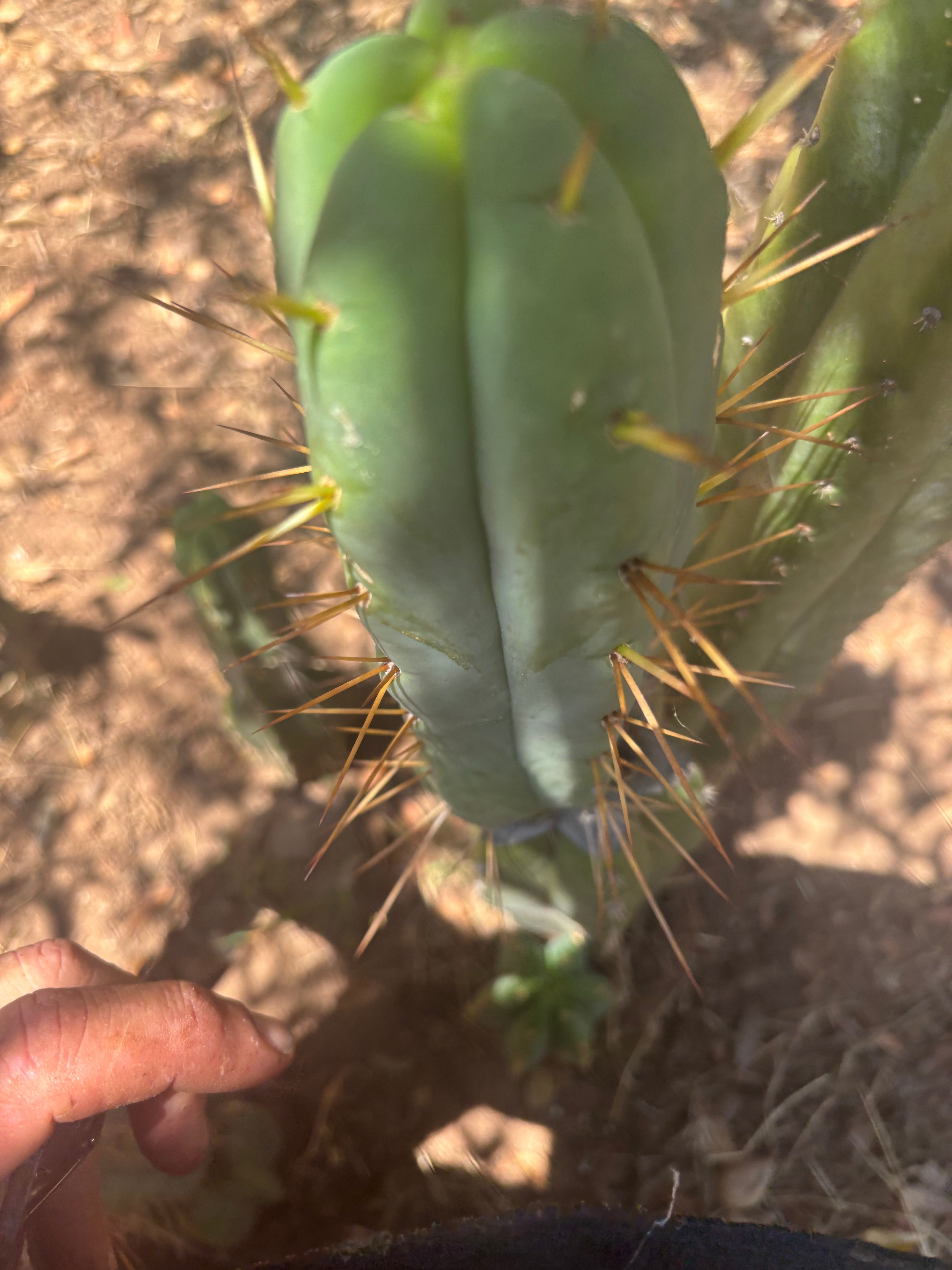 👑🌶️ MJC01  — 8.5” Pup
