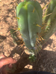 👑🌶️ MJC01  — 8.5” Pup