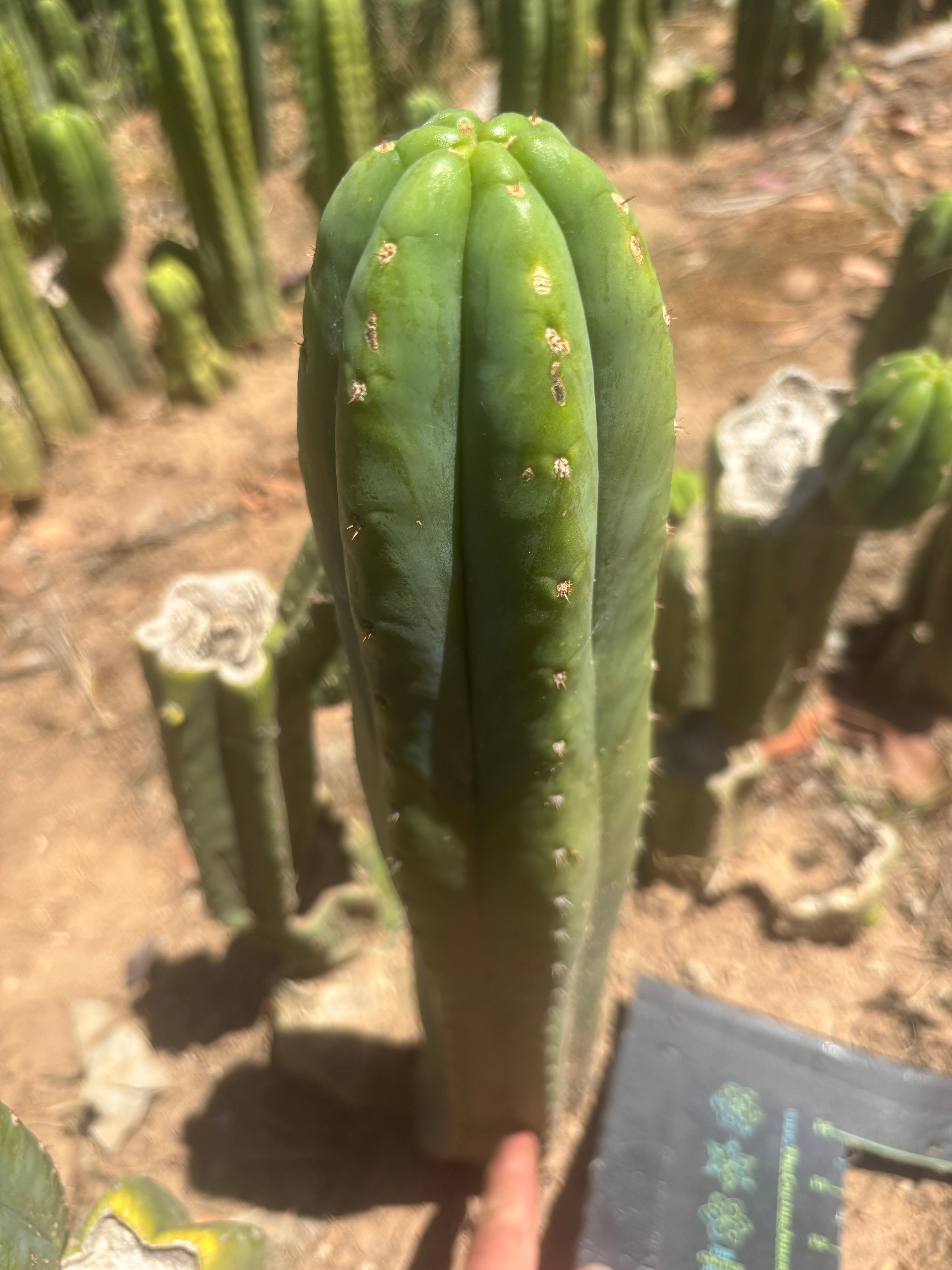 👑🌶️🌶️ Ogun — Another 14” Tip